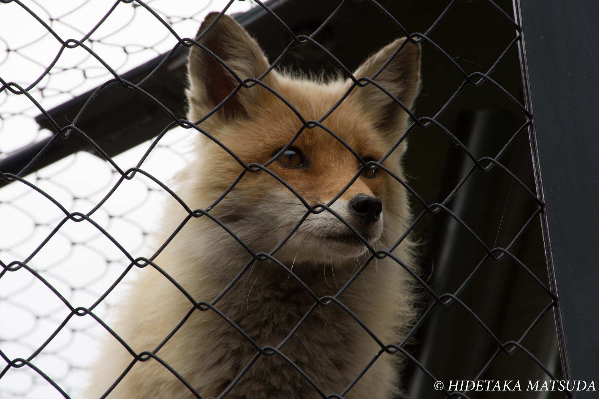 旭山動物園-キタキツネ