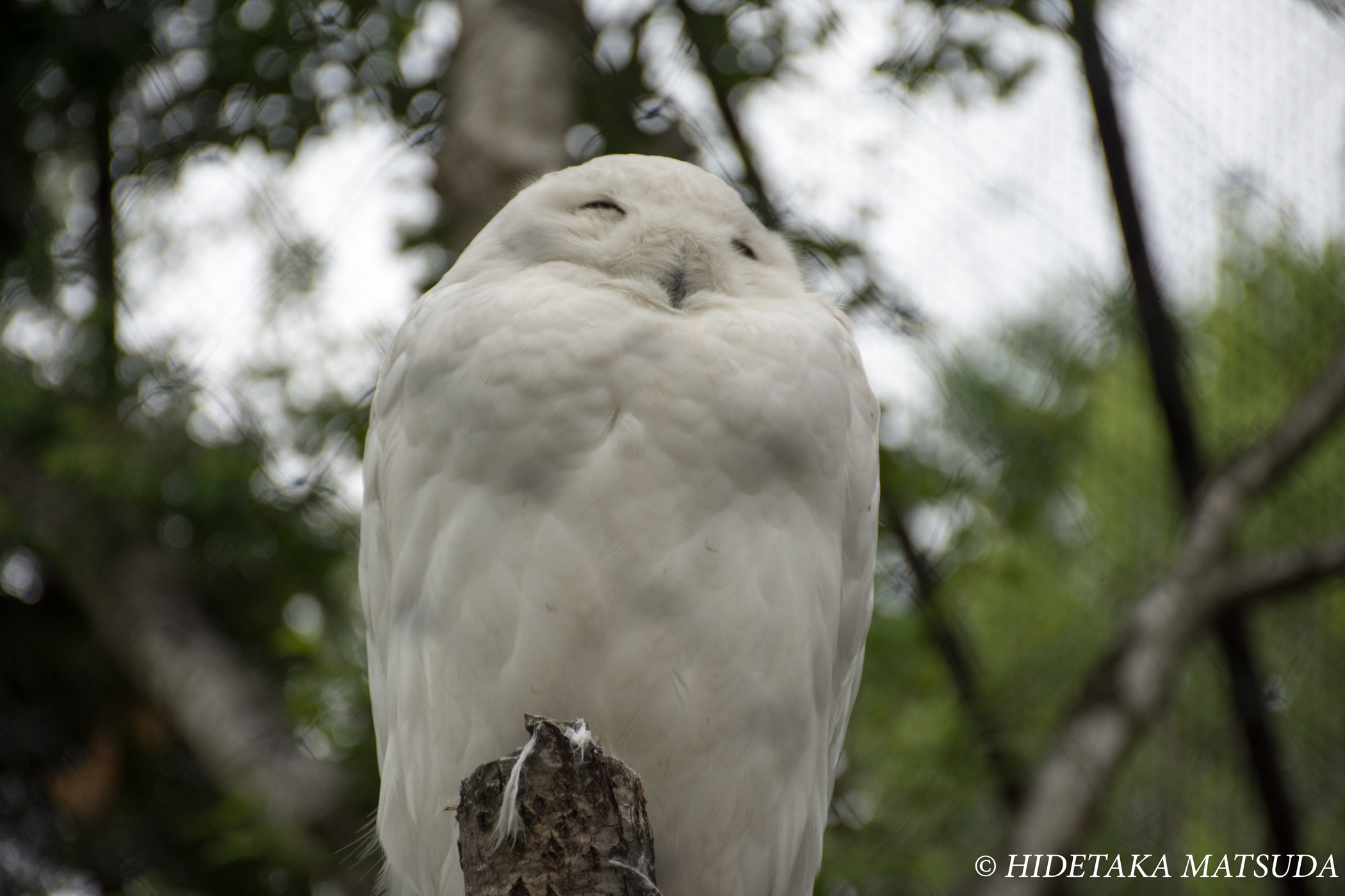 旭山動物園-ふくろう