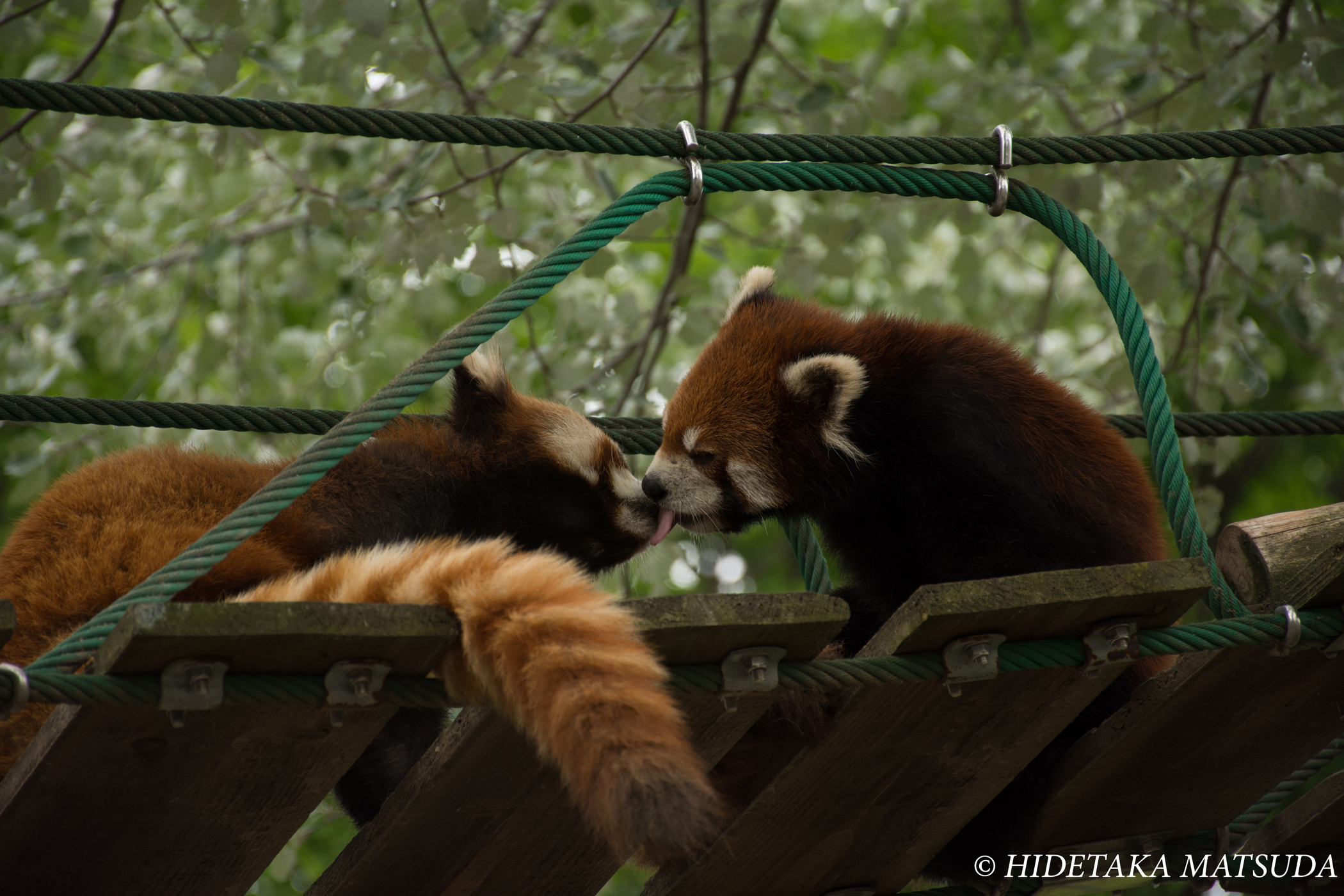 旭山動物園- あらいぐま