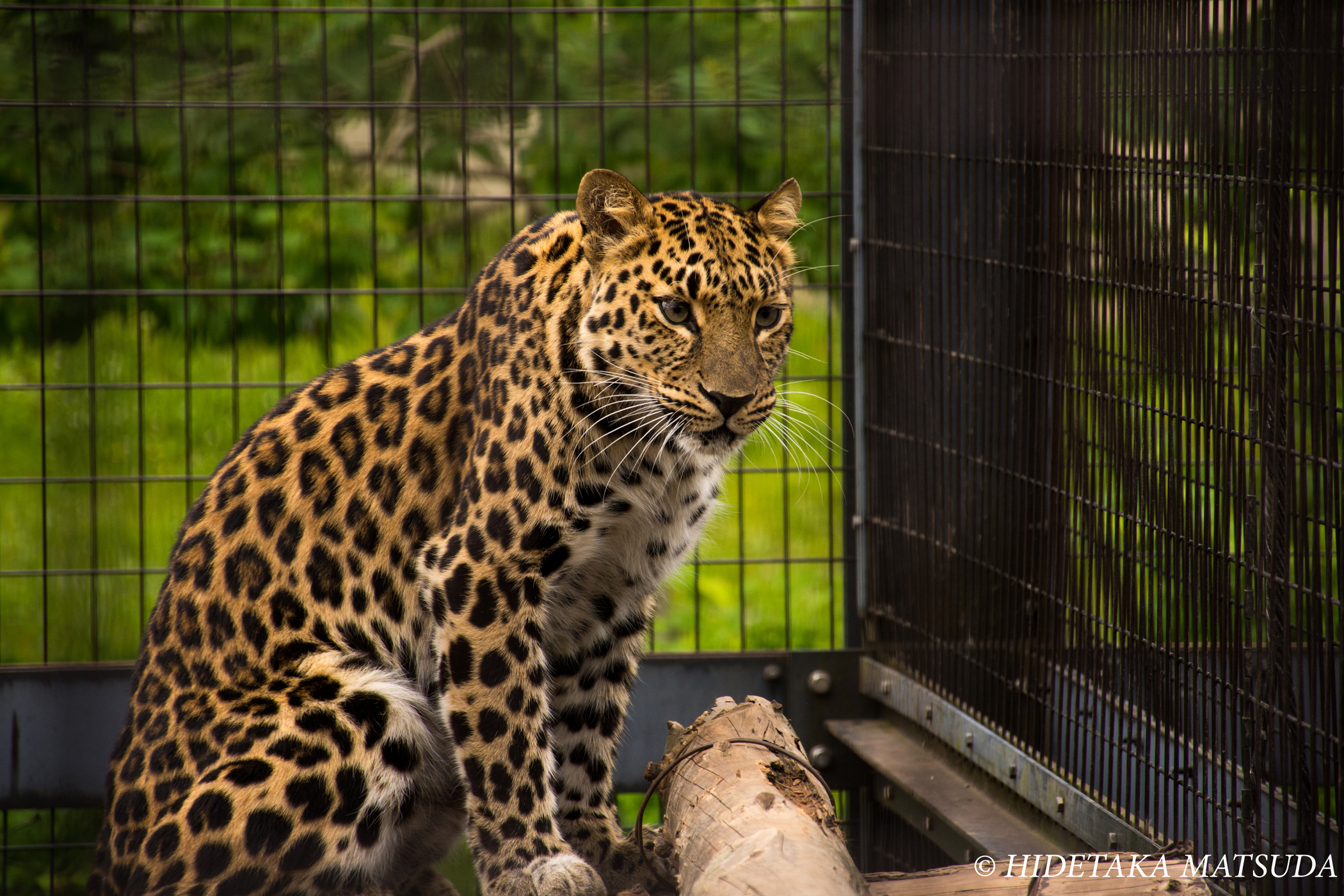 旭山動物園-　豹