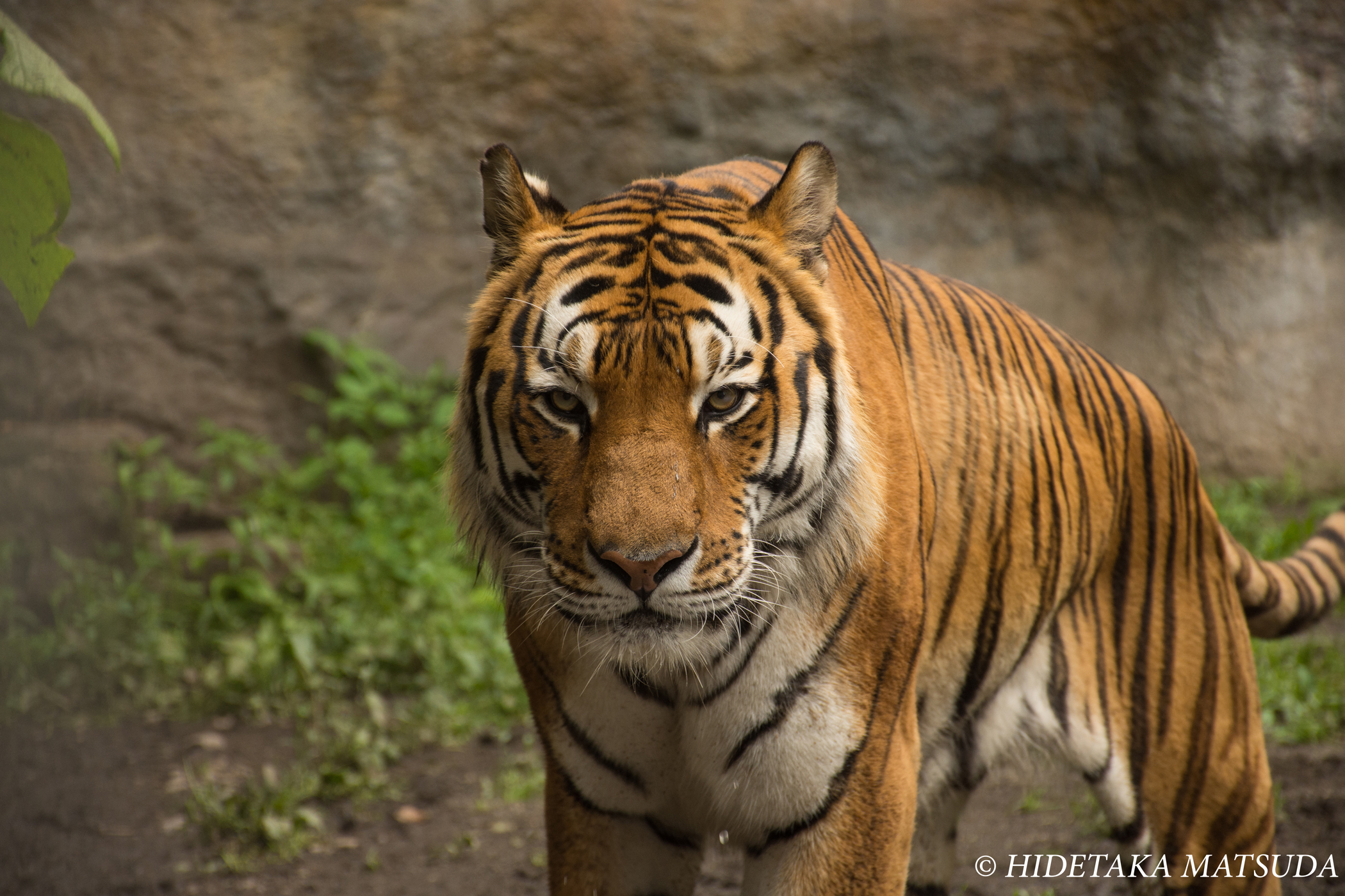 旭山動物園-ライオン