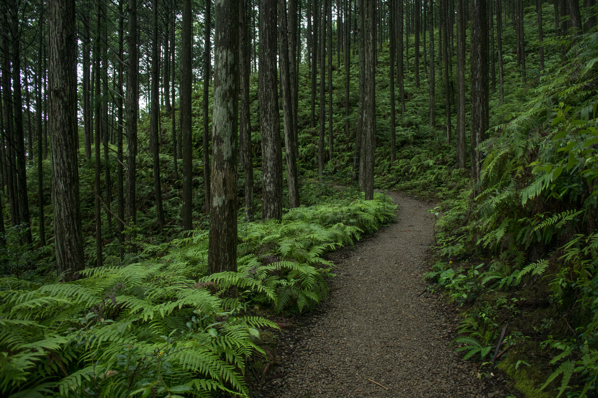 KUMANOKODOU